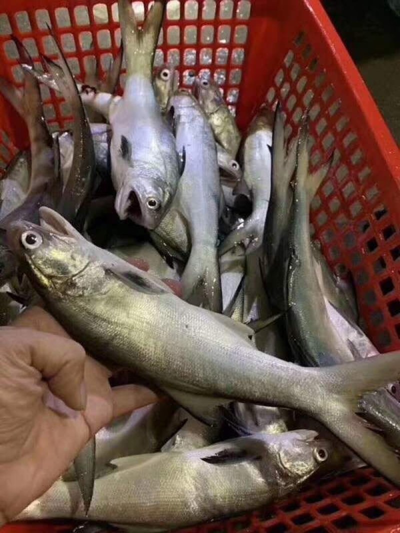 马友鱼