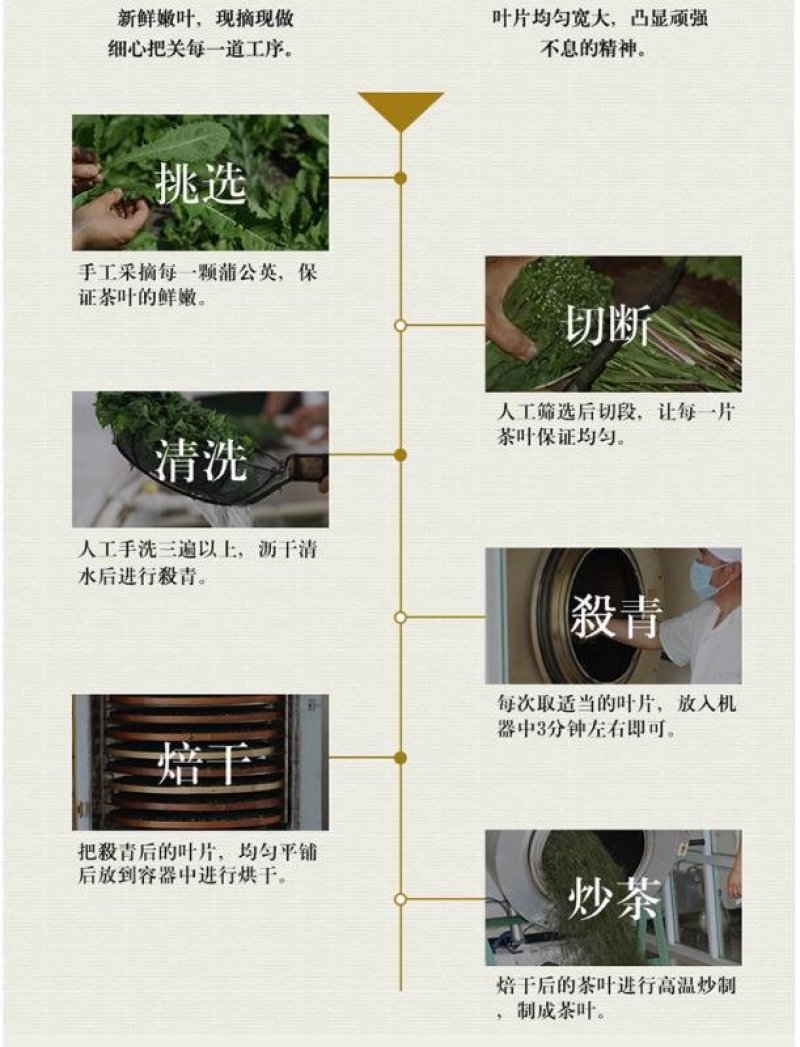 蒲公英茶送礼礼盒纯正
