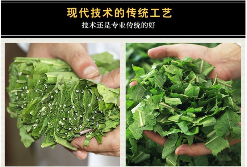 蒲公英茶送礼礼盒纯正