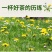 蒲公英茶送礼礼盒纯正
