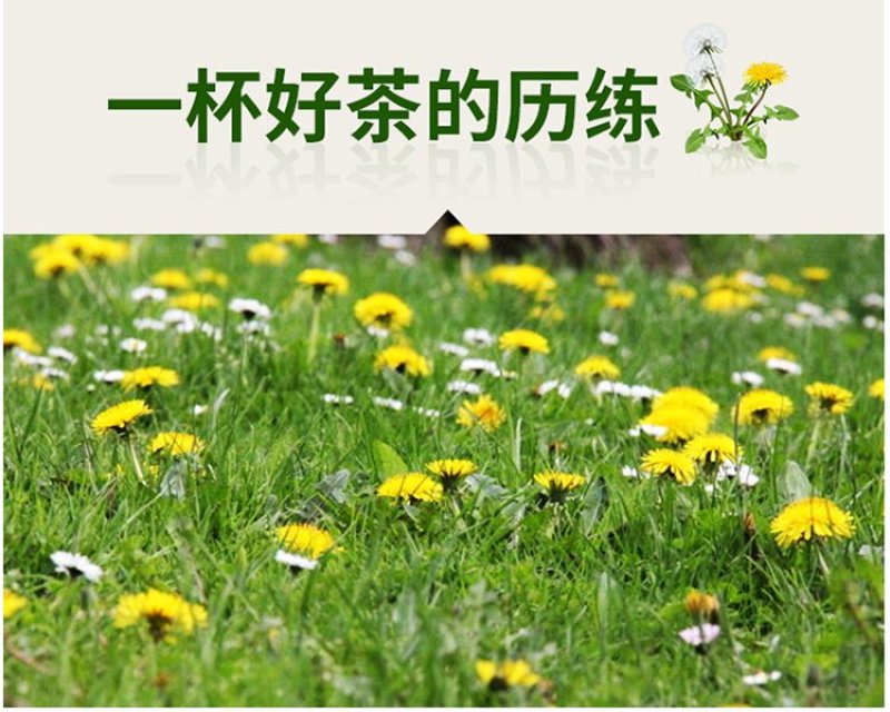 蒲公英茶送礼礼盒纯正