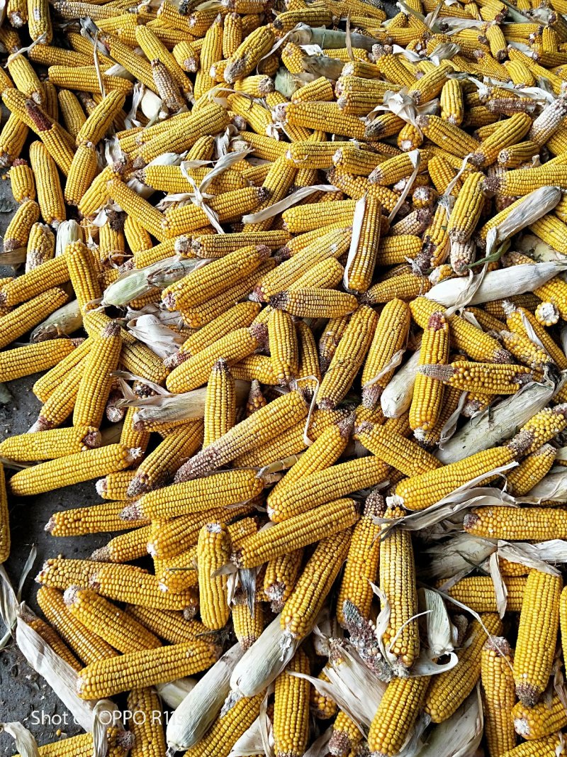 大量出售玉米棒
