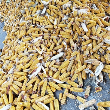 大量出售玉米棒
