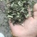 益母草片子