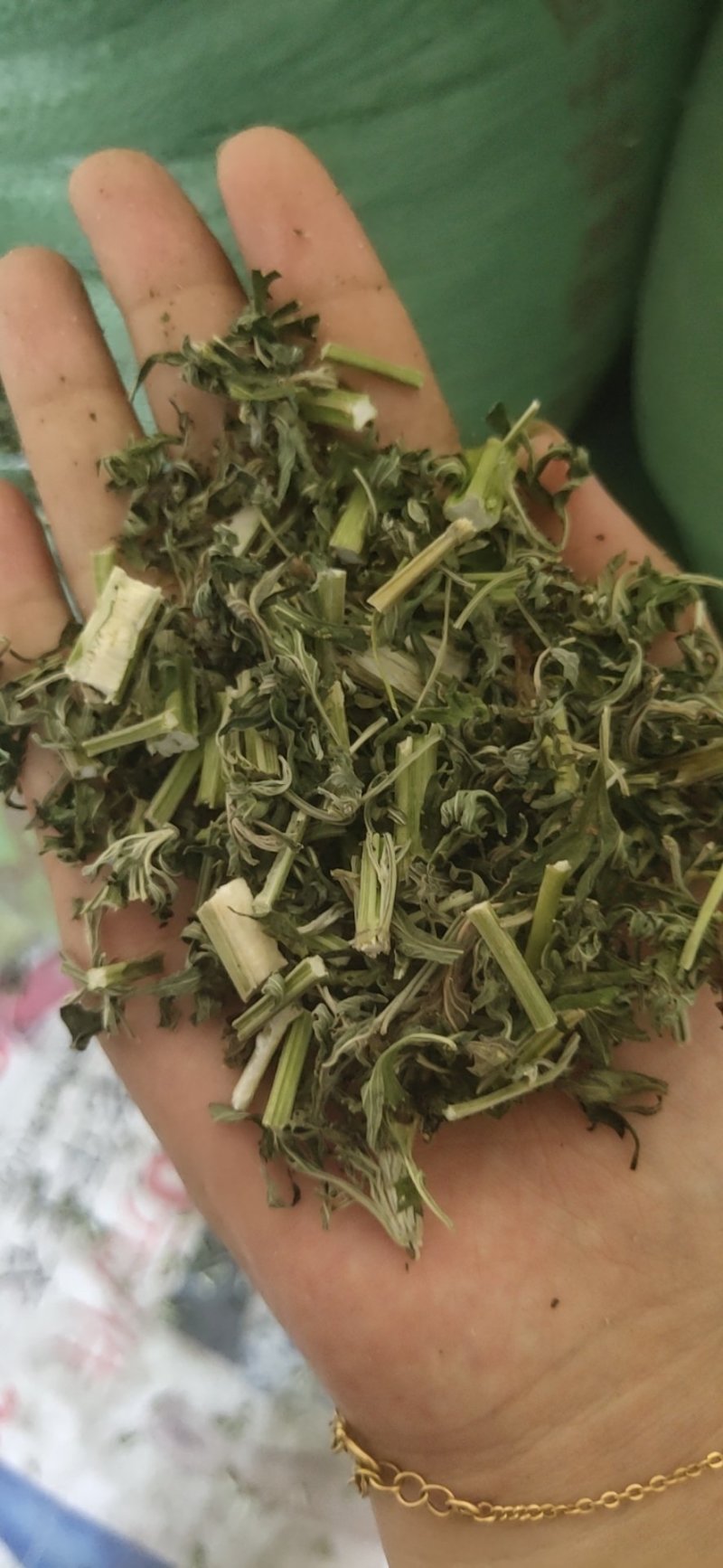 益母草片子