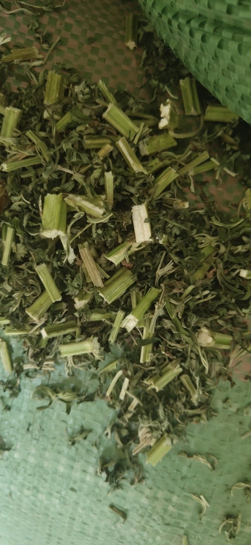 益母草片子