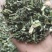 益母草片子