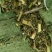 益母草片子