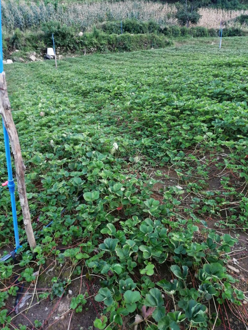 草莓绿化苗万亩草莓基地苗好黔莓一号