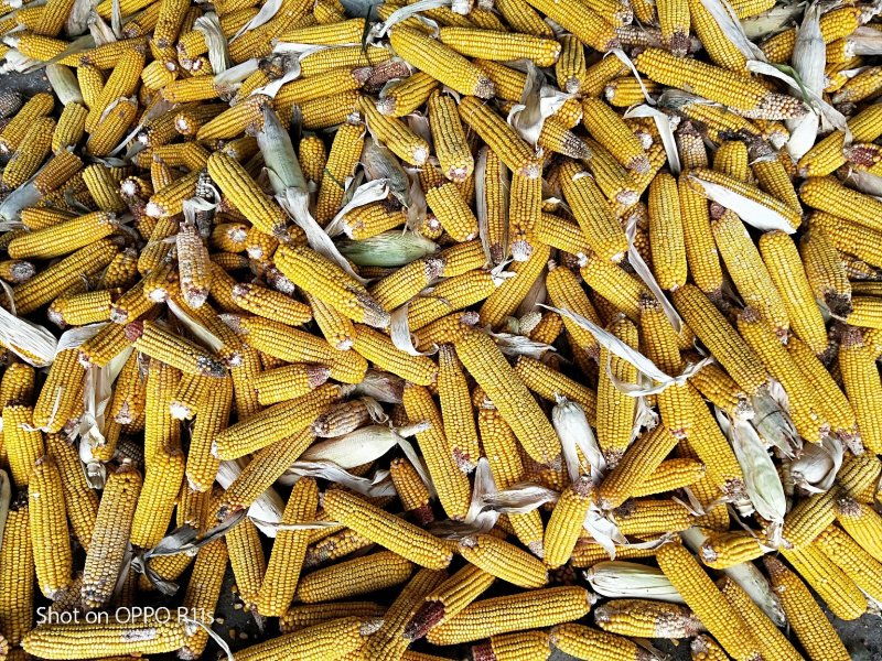 出售山东玉米棒