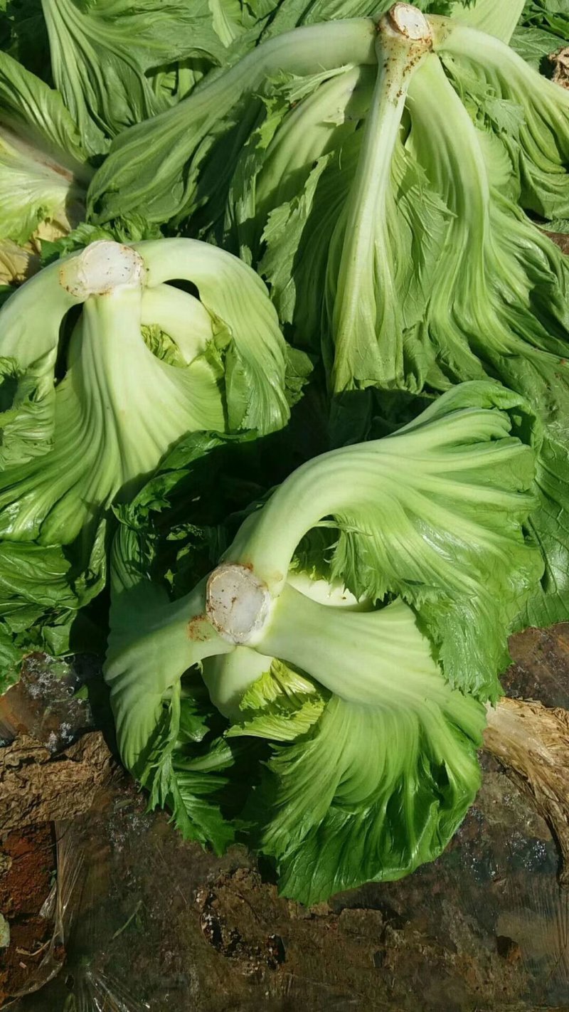 大肉包心芥菜