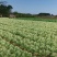 大肉包心芥菜