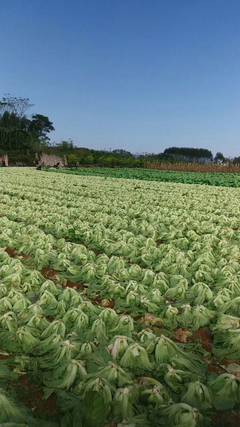 大肉包心芥菜