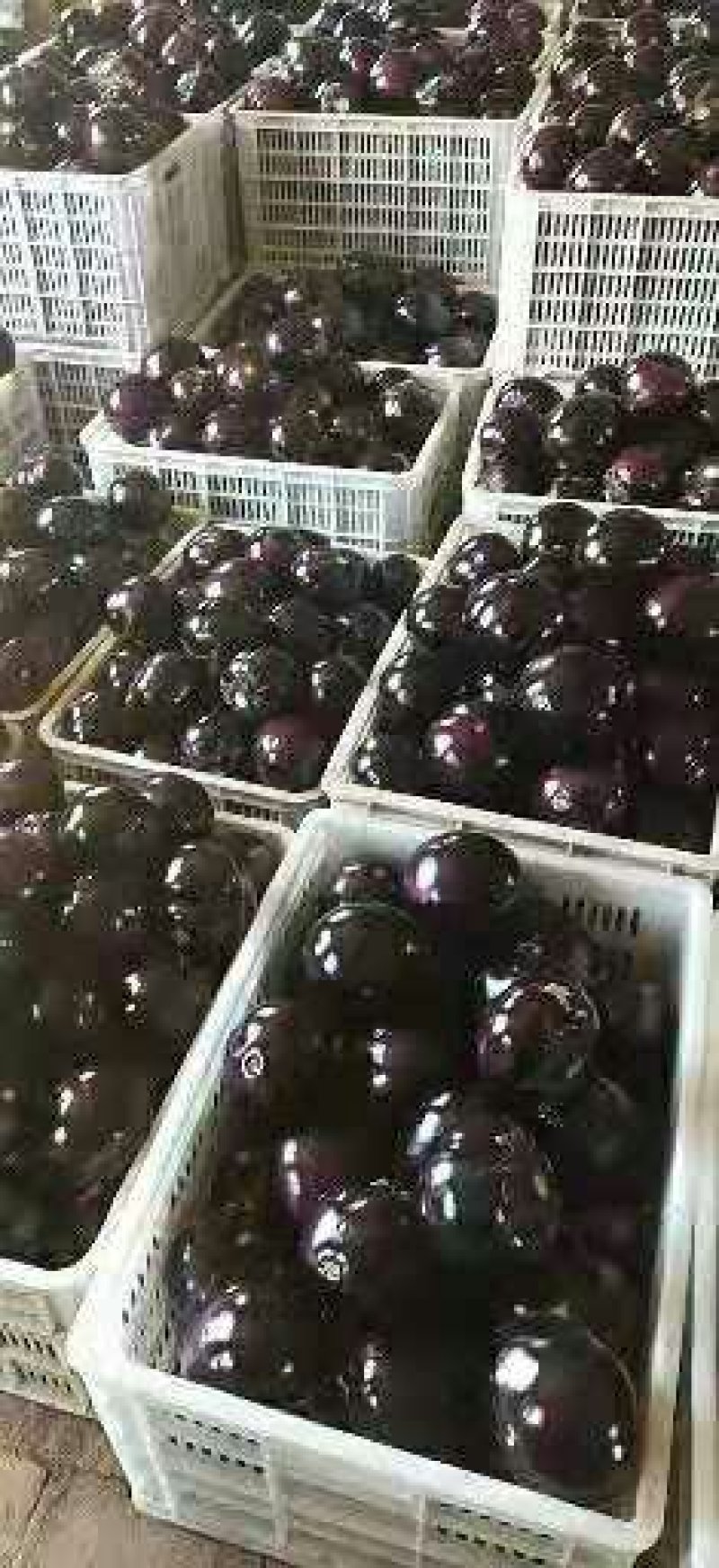 元茄子大量销售，价格美丽
