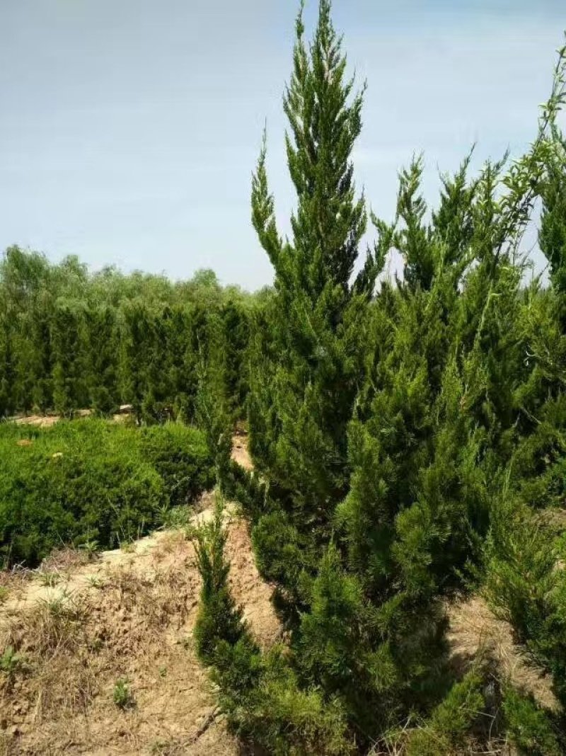 龙柏柱，龙柏条，龙柏球，多头龙柏，龙柏工程苗