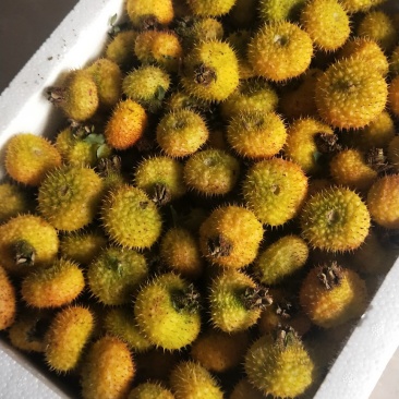 良种刺梨大量上市