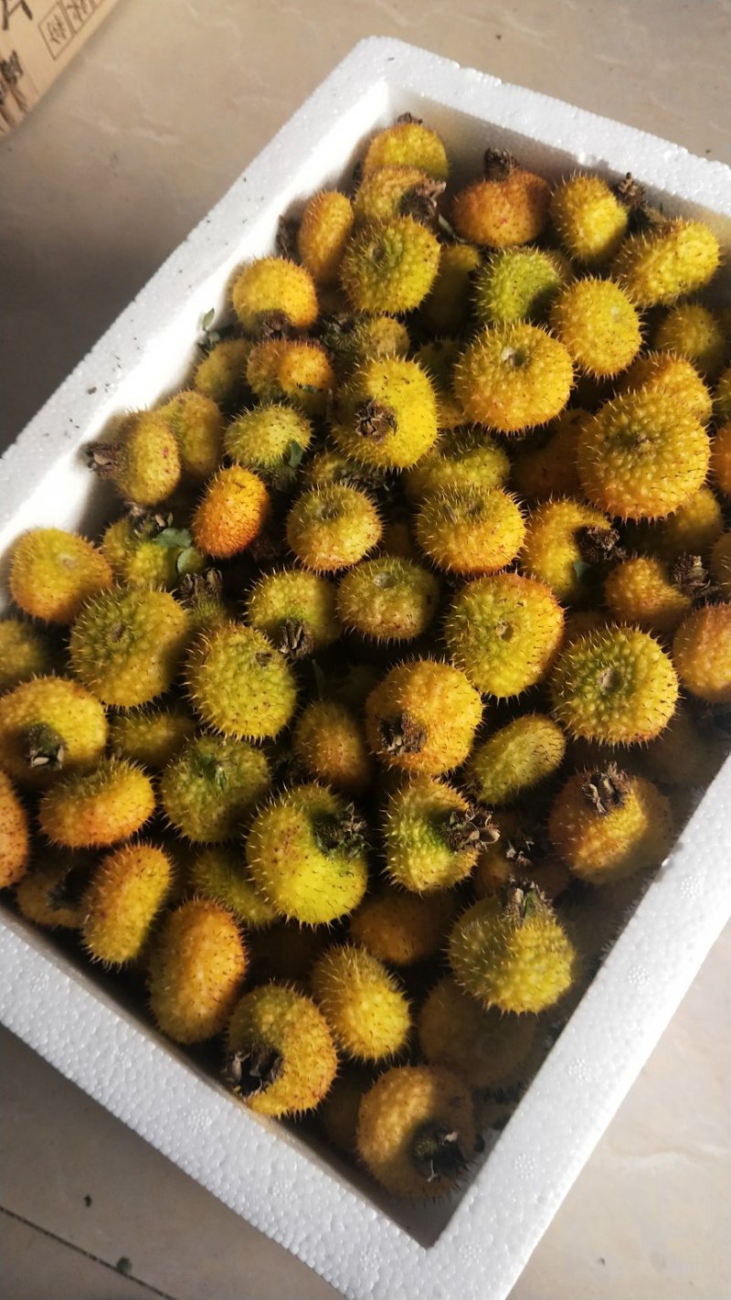 良种刺梨大量上市