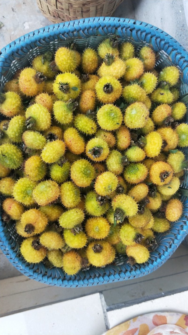 良种刺梨大量上市