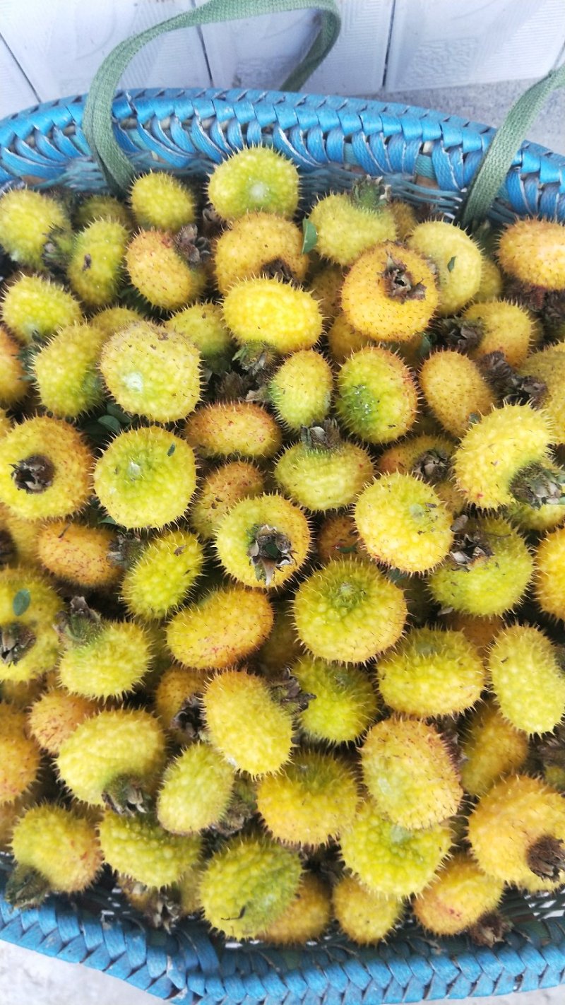 良种刺梨大量上市
