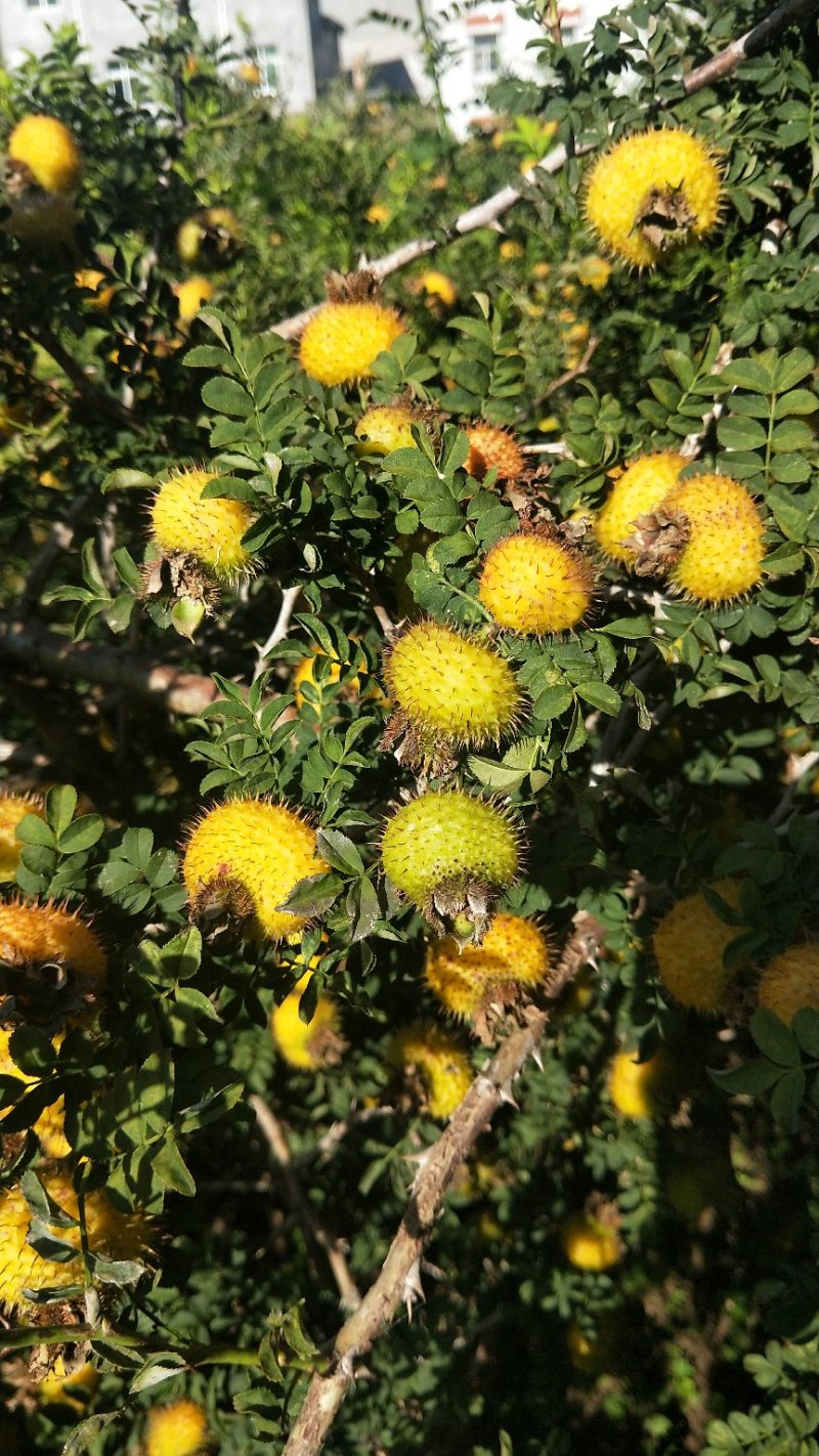 良种刺梨大量上市