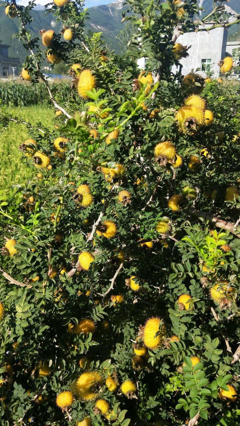 良种刺梨大量上市