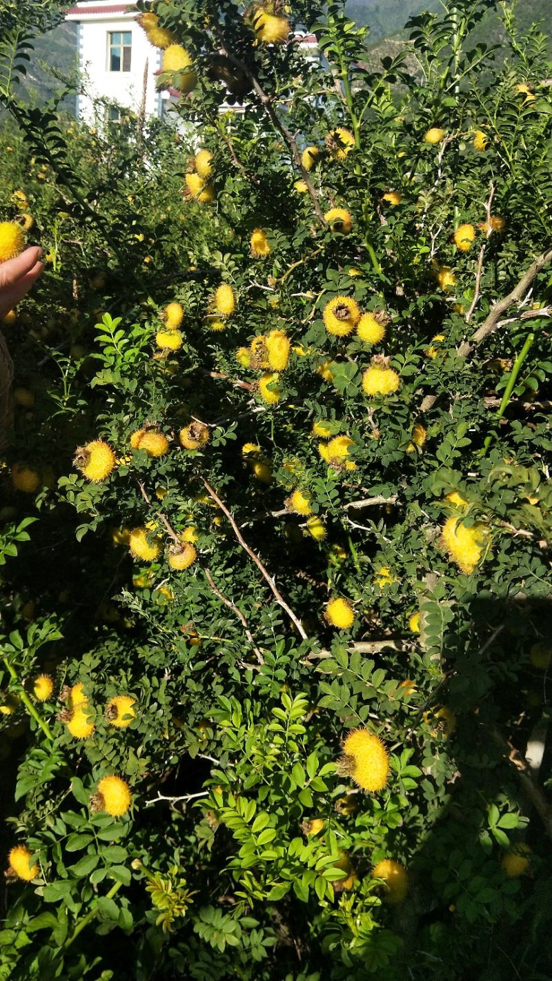 良种刺梨大量上市
