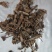 土牛膝一公斤包邮量大从优