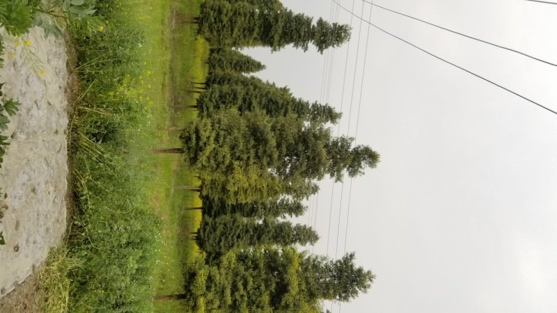 8_10公分楠木10公分桢楠12公分桢楠基地