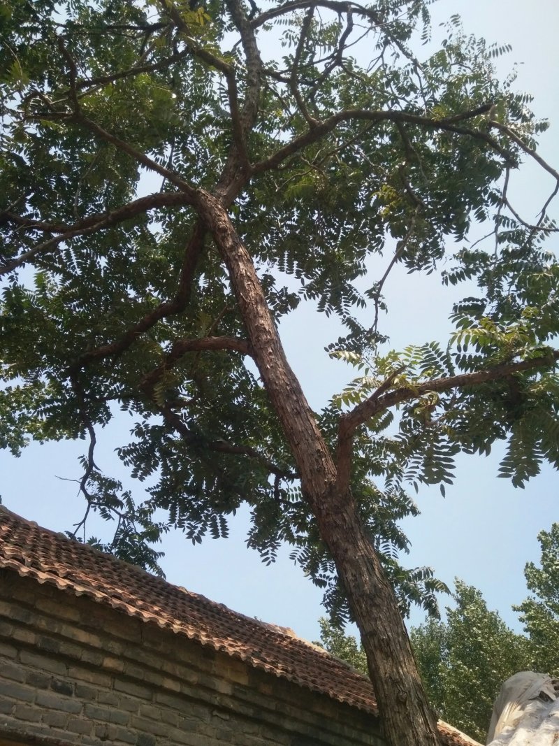 卖香椿树