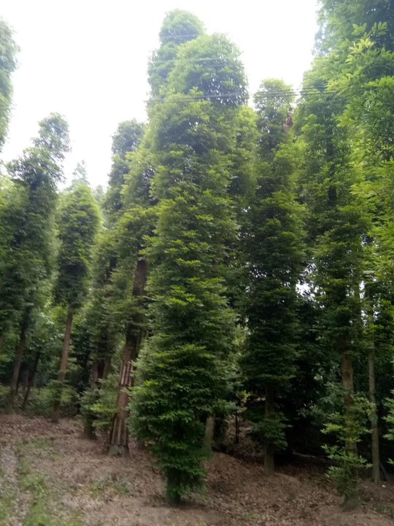 18_20熟苗楠木15公分移栽桢楠22公分桢楠