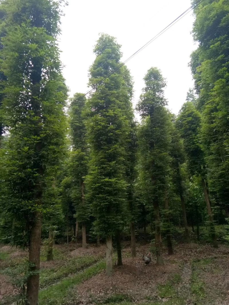 18_20熟苗楠木15公分移栽桢楠22公分桢楠