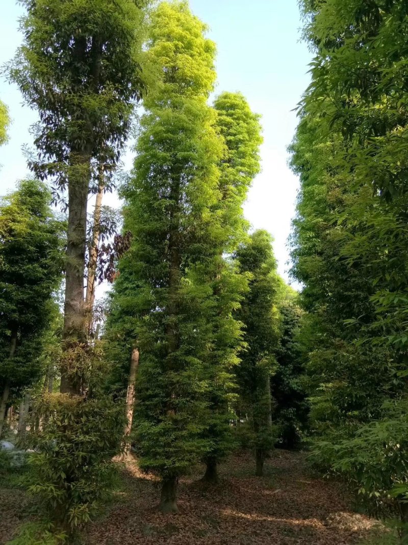 18_20熟苗楠木15公分移栽桢楠22公分桢楠