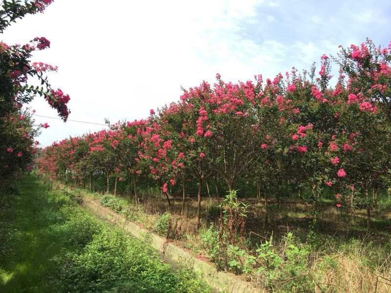 5公分紫薇8公分大红紫薇树10公分紫薇12公分紫薇