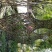 1.8米_2米高桂花花瓶丹桂花瓶桂花花瓶基地桂花