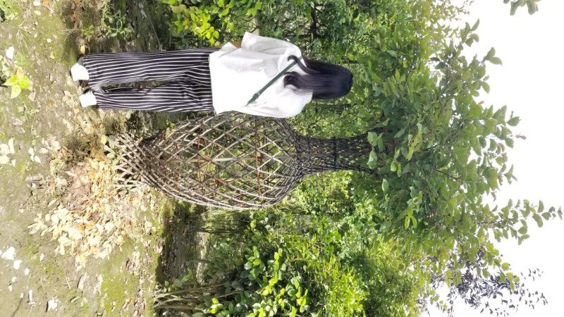 海棠花瓶北美海棠花瓶铁梗海棠花瓶高度2米