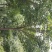 8_10公分樱花10_12公分樱花成都樱花基地