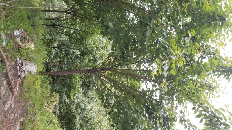 8_10公分樱花10_12公分樱花成都樱花基地