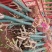 8_10公分樱花10_12公分樱花成都樱花基地