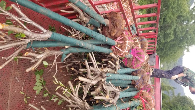 8_10公分樱花10_12公分樱花成都樱花基地