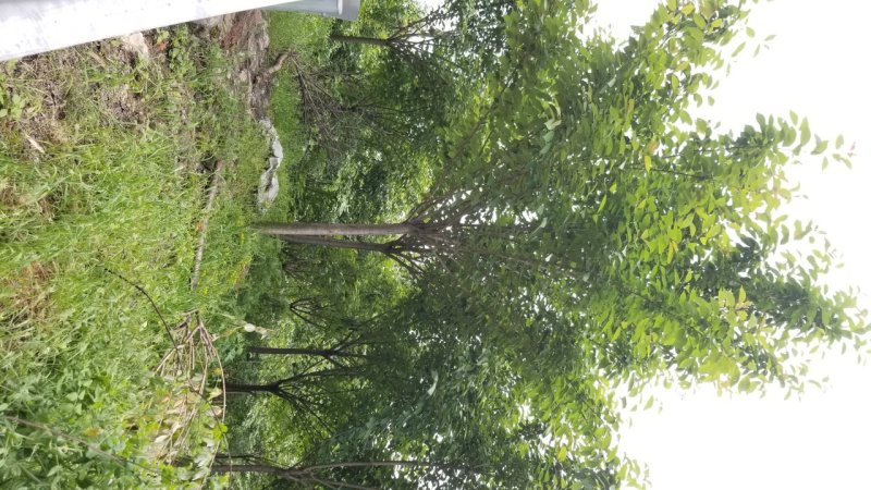 8_10公分樱花10_12公分樱花成都樱花基地