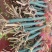 8_10公分樱花10_12公分樱花成都樱花基地