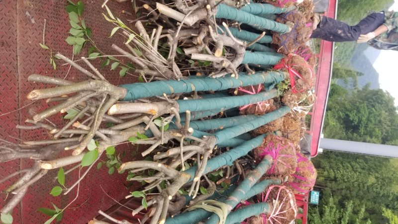 8_10公分樱花10_12公分樱花成都樱花基地