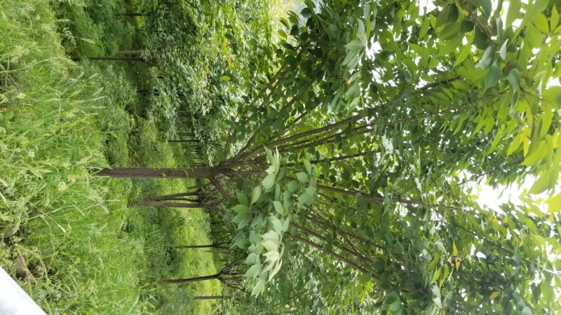 8_10公分樱花10_12公分樱花成都樱花基地
