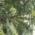 8_10公分樱花10_12公分樱花成都樱花基地