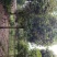 桂花10_12公分8-10公分桂花四川桂花基地