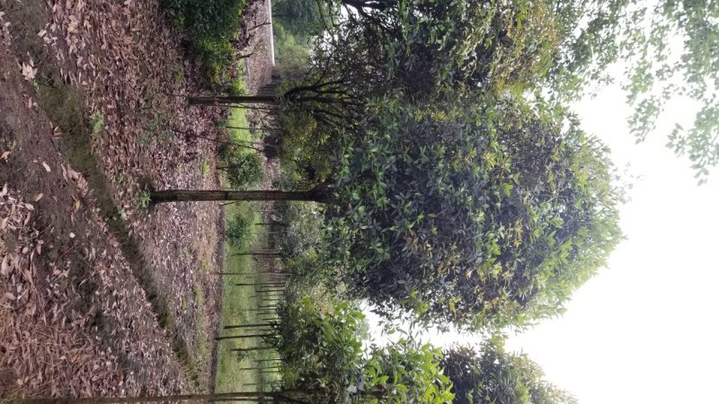 桂花10_12公分8-10公分桂花四川桂花基地