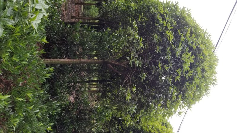 桂花10_12公分8-10公分桂花四川桂花基地