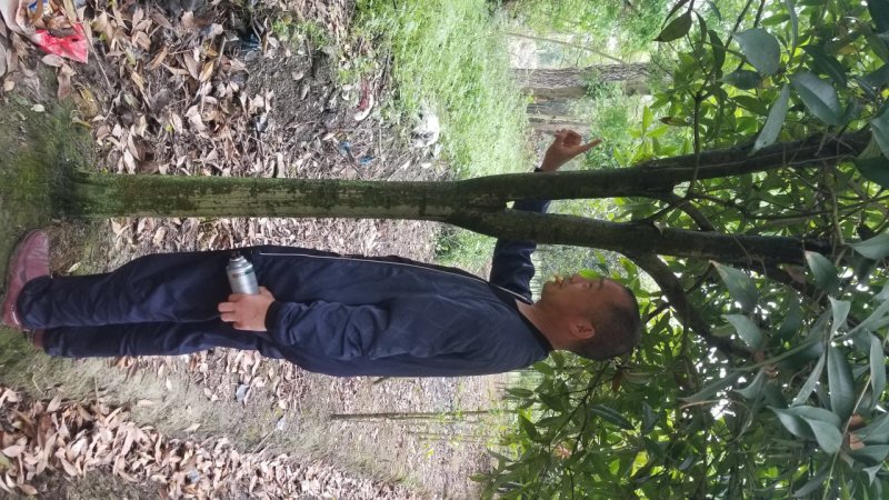 桂花10_12公分8-10公分桂花四川桂花基地
