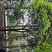 桂花10_12公分8-10公分桂花四川桂花基地