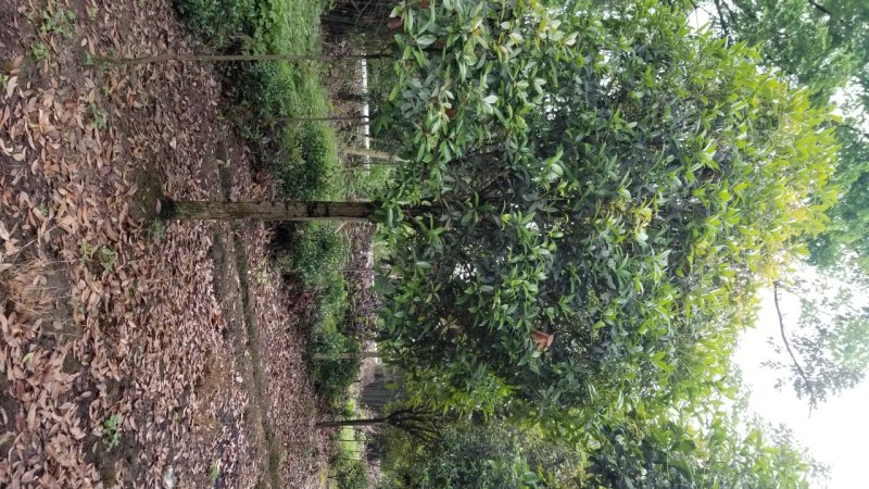 桂花10_12公分8-10公分桂花四川桂花基地